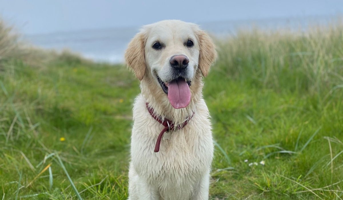 A gorgeous Golden Retriever enjoying a coastal walk