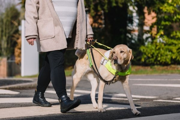 guide dog