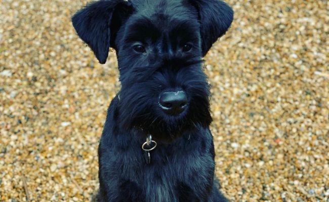 Winter, the Giant Schnauzer