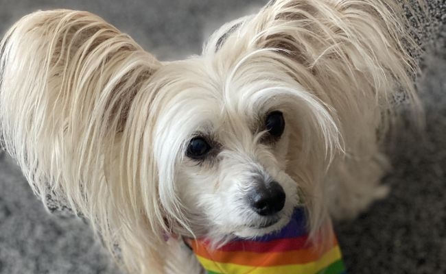 Toola, the Chinese Crested Dog