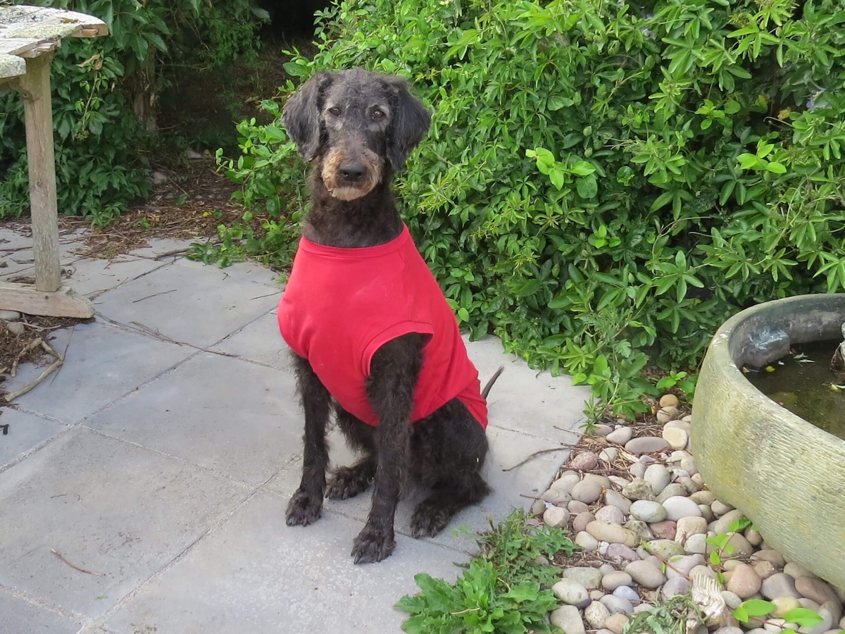 A large brown dog sits in a garden looking at the camera