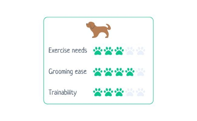 Clumber Spaniel  Exercise needs 3/5 Grooming Ease 4/5 Trainability 3/5