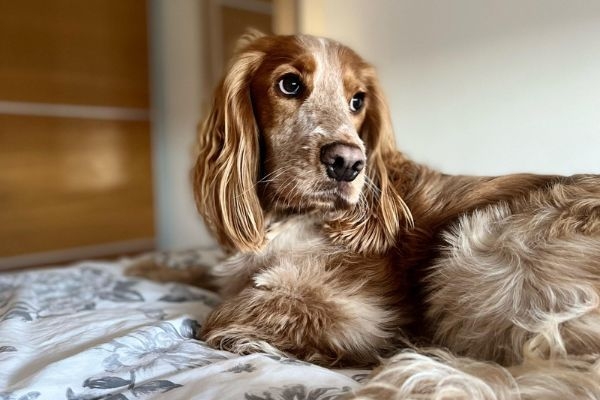 Dexter, the Cocker Spaniel