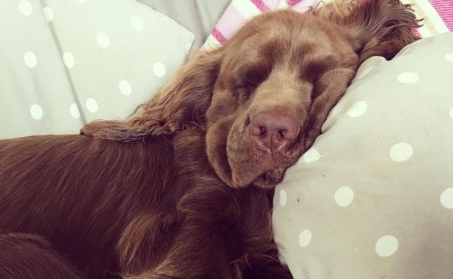 Humphrey, the Sussex Spaniel