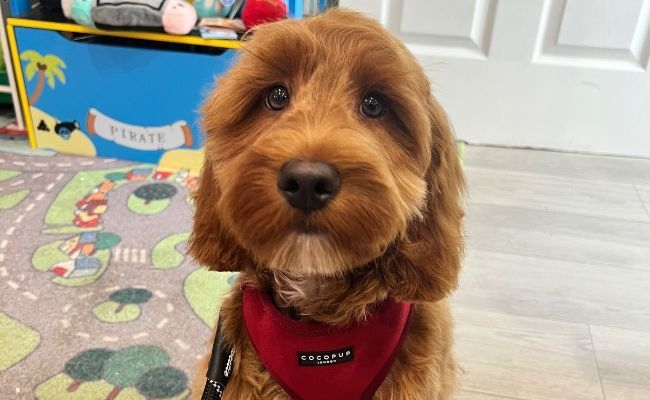 Mylo, the Cockapoo