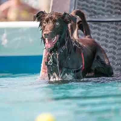 Dog standing in the dog diving pool