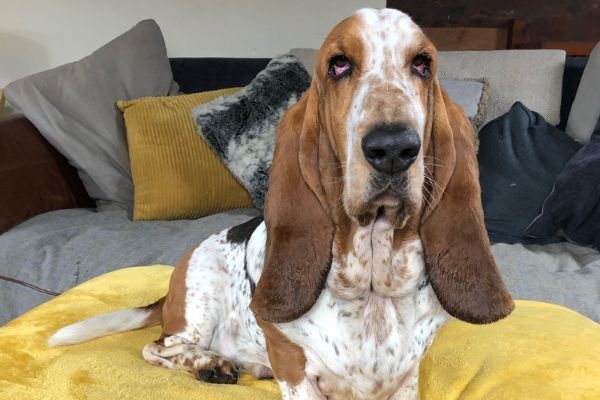 Albert, the Basset Hound