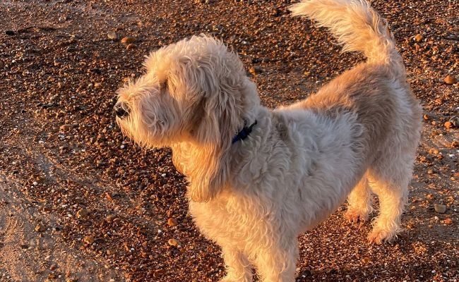 Marge, the Grand Basset Griffon Vendéens