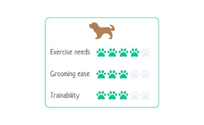 Irish Setter  Exercise Needs 4/5 Grooming Ease 3/5 Trainability 3/5