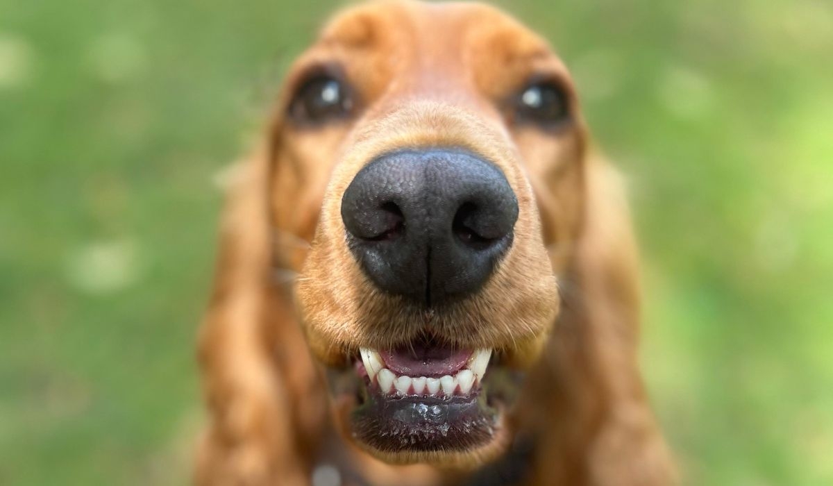 A beautiful golden Cocker Spaniel showing off his bottom teeth to the camera