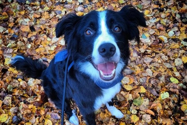 Cuan, the Border Collie