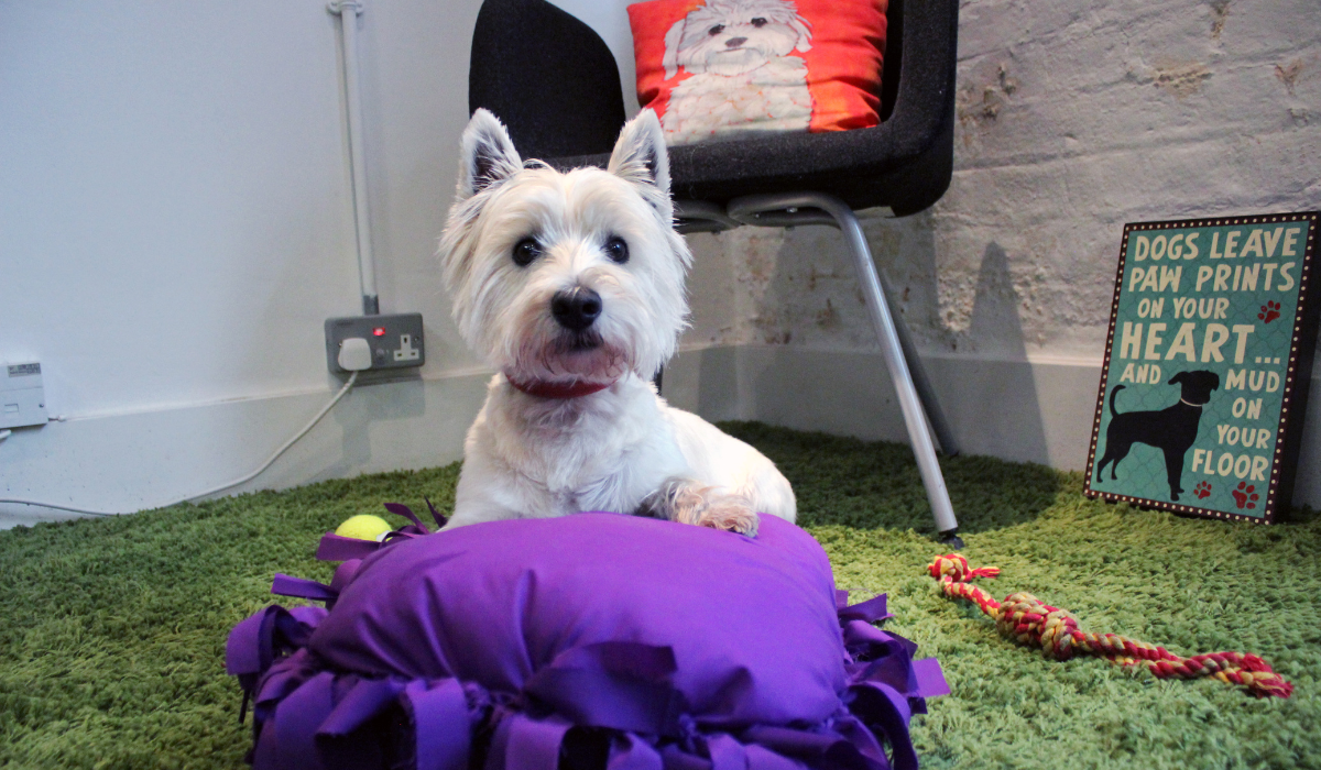 A cute West Highland Terrier sitting on their purple DIY dog bed.