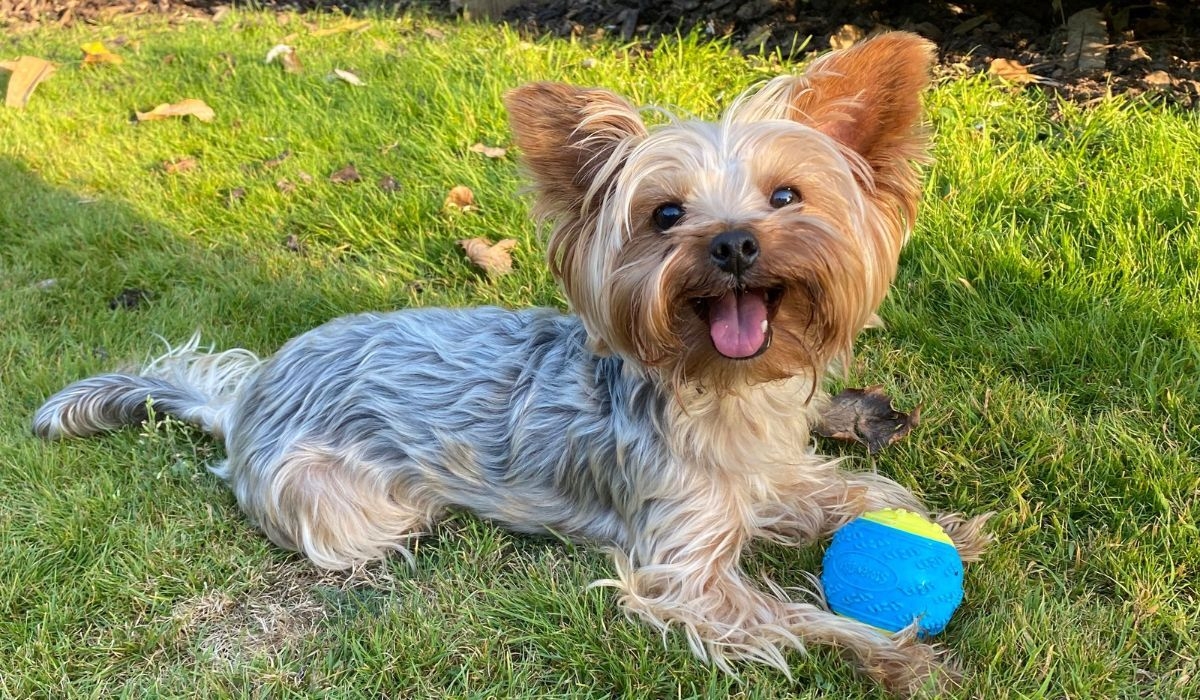 Yorkshire Terrier