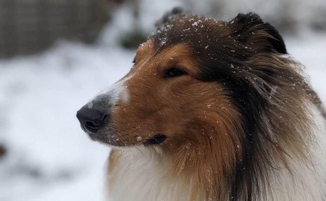 Storm, the Rough Collie