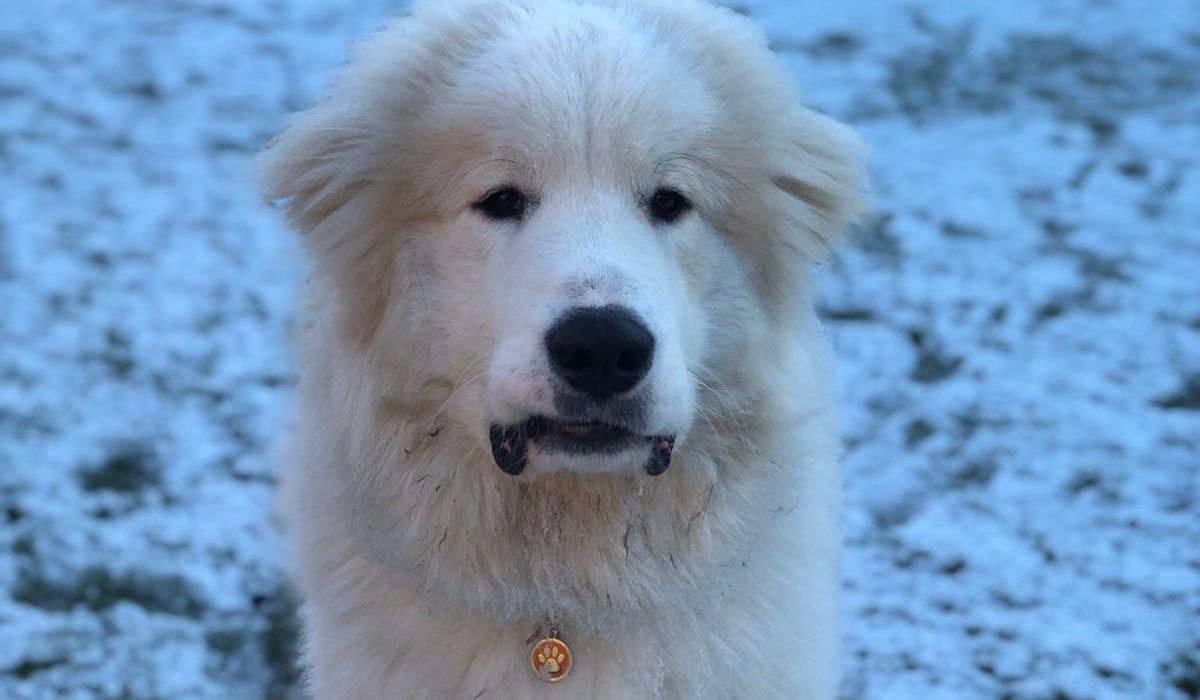 A happy, large dog with a thick, white coat stands in a field.