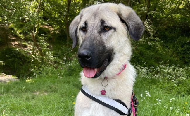 Nala, the Anatolian Shepherd Dog