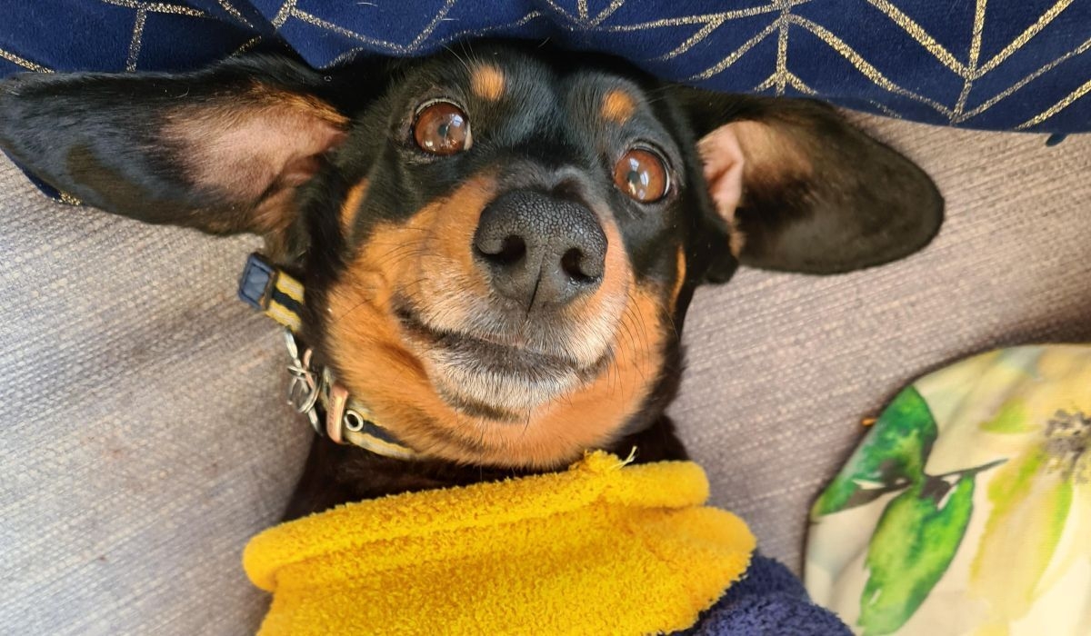 A black and tan doggy is lying upside down on a sofa