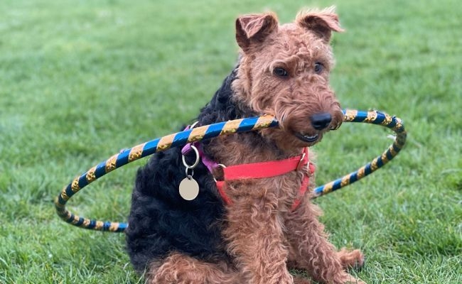 Coolka, the Welsh Terrier