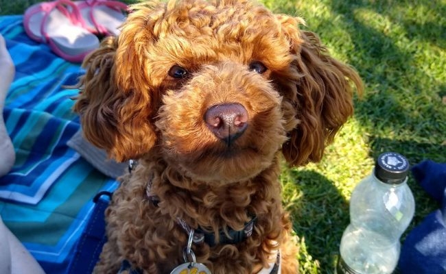 Mo the Toy Poodle chilling in the shade on a picnic blanket with a bottle of water to the side