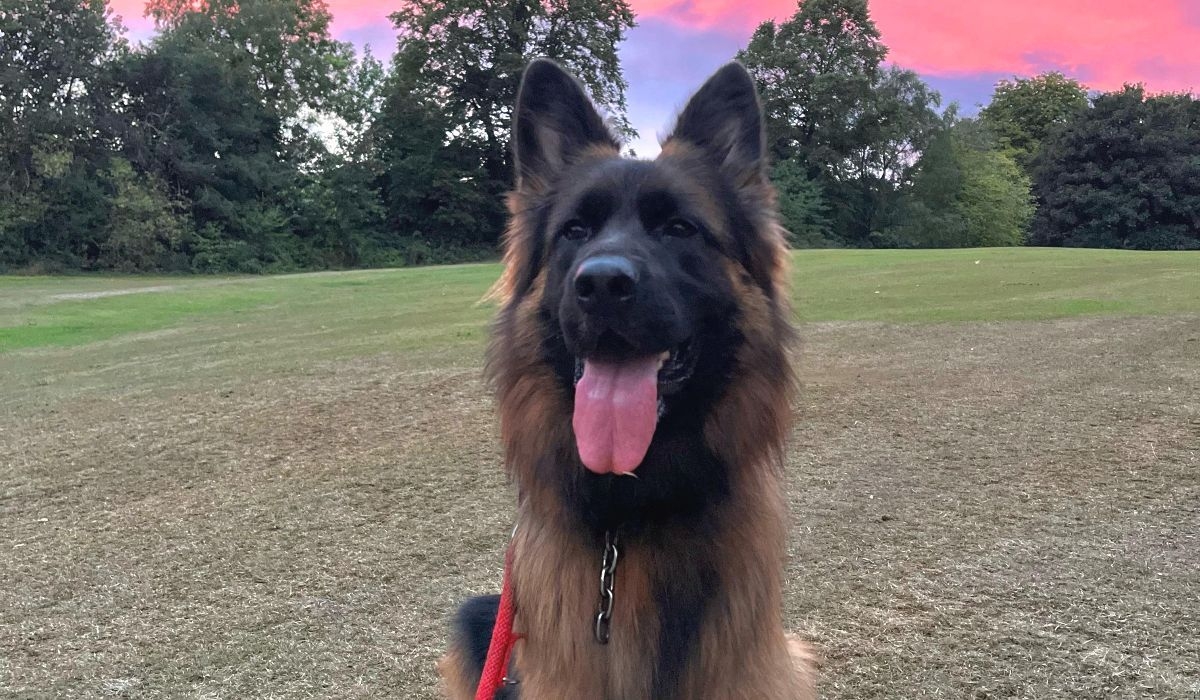 German Shepherd on a field in Yorkshire ready for a big walk