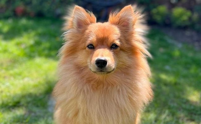 Doggy member Jax, the Klein German Spitz sitting in the shade in the garden on a warm summer's day