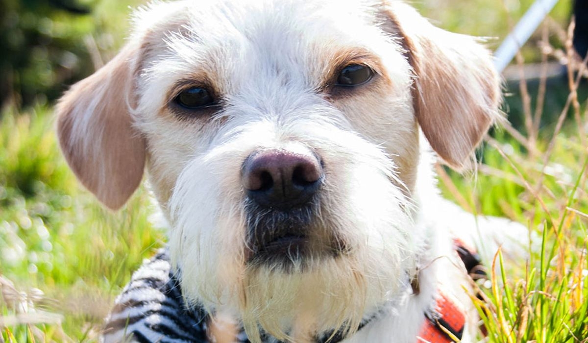 Oscar, a white dog with tan ears looks intently into the camera