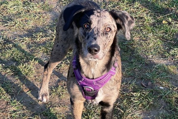 Luna the Cross Breed wearing a purple harness