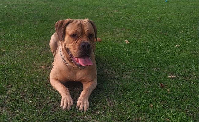 Rupert, the Mastiff