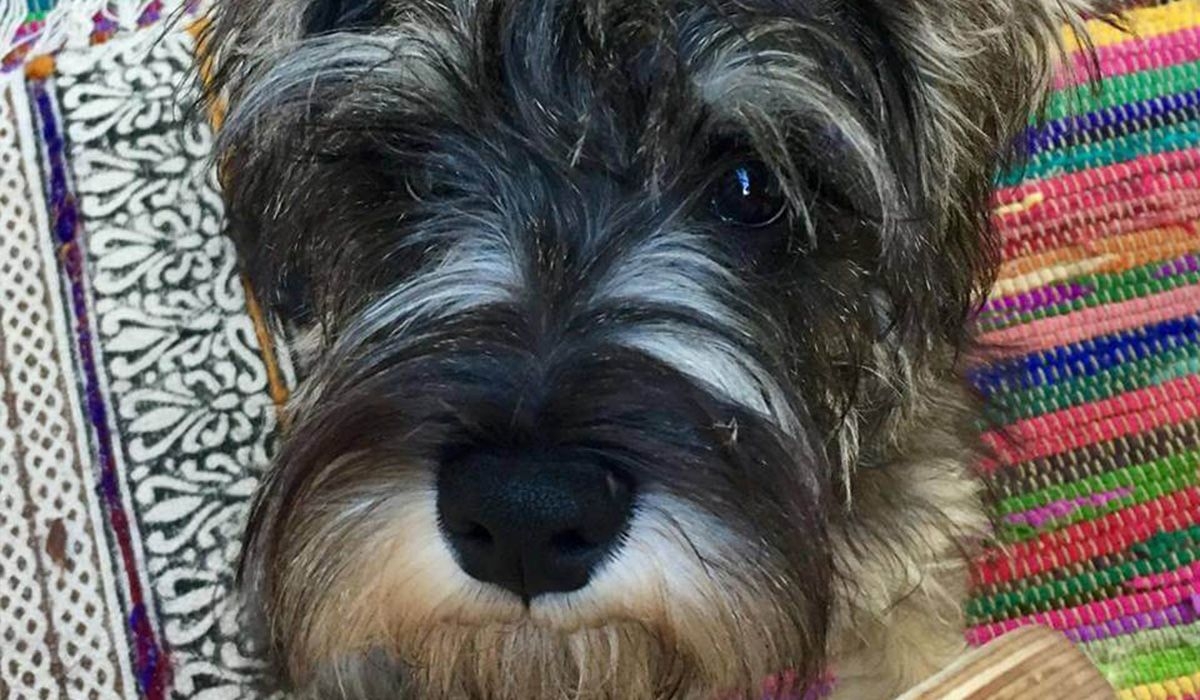 A super close up of Macey's sweet face, she has long hair in various shades of grey