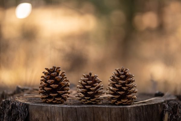 careful around pinecones with your dog