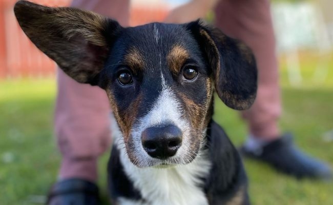 Doggy member Moose, the Cardigan Welsh Corgi sitting with one ear flopped and the other standing tall on his head!