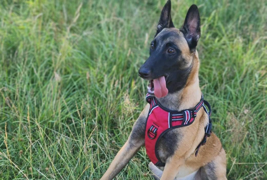 Aria, the Malinois Belgian Shepherd wearing a red dog harness