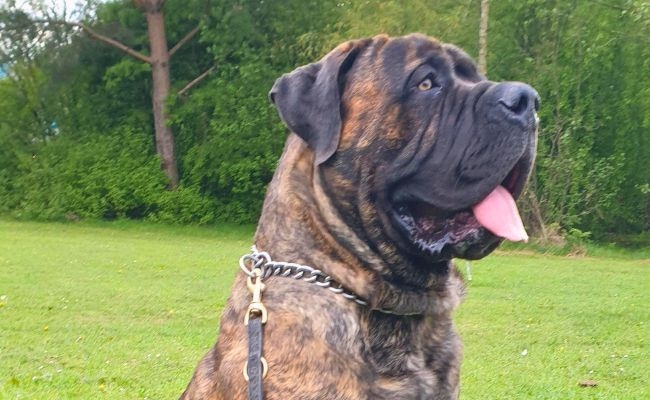 Lincoln, the Boerboel