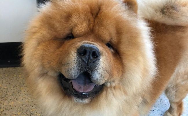 Doggy member Kevin, the Chow Chow, smiling after his 3rd nap of the day!