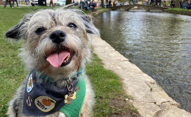 Scout, the Border Terrier