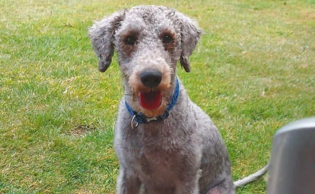 Ralph, te Bedlington Terrier