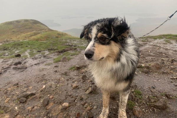 Viggo, the Australian Shepherd, on a muddy walk