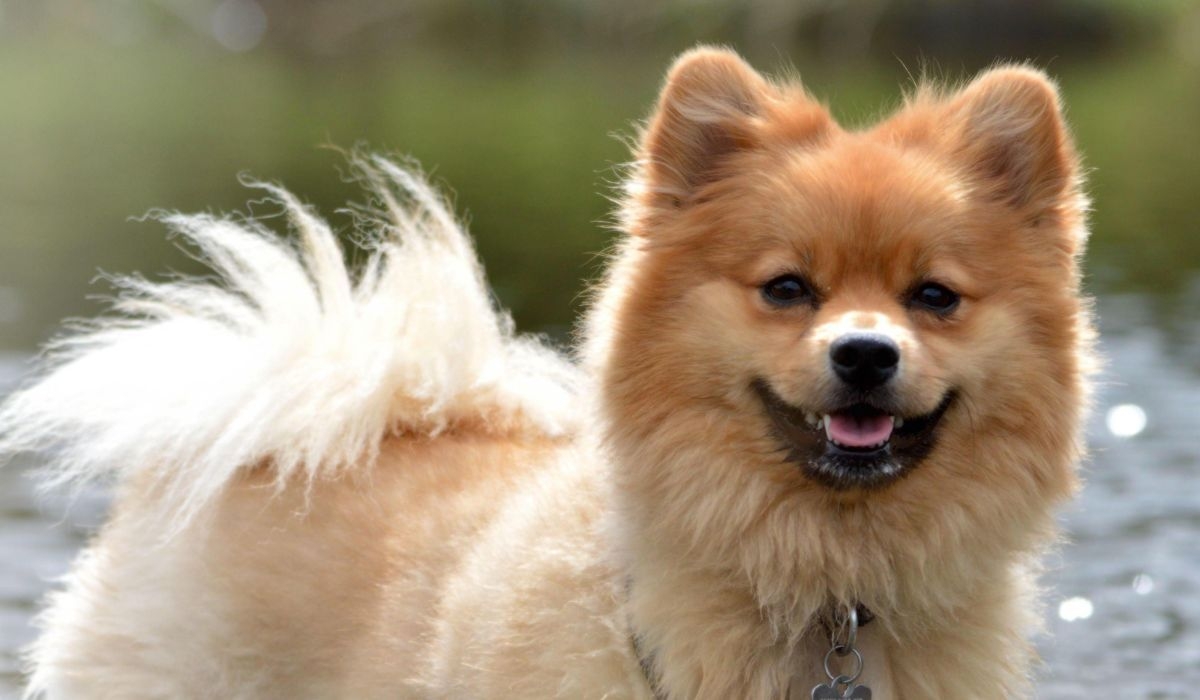 Klein German Spitz