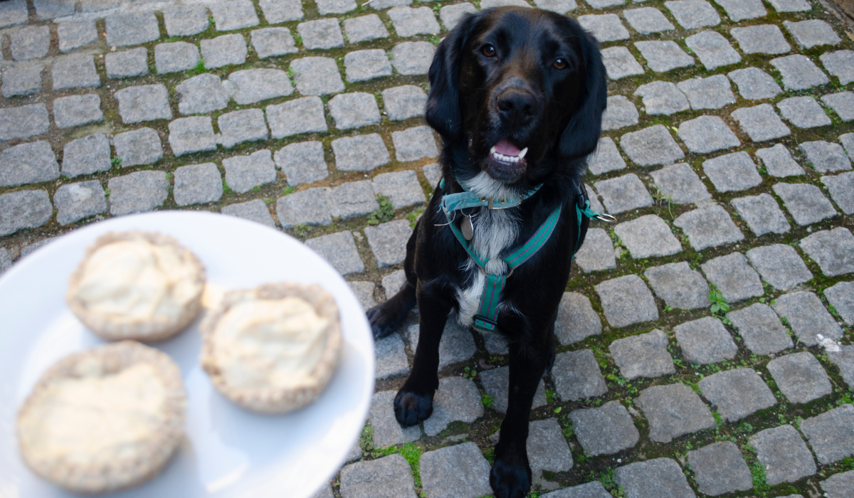 A beautiful, black Spaniel is waiting patiently as a plate of Peanut Butter Pies is making its way over to the Spaniel.