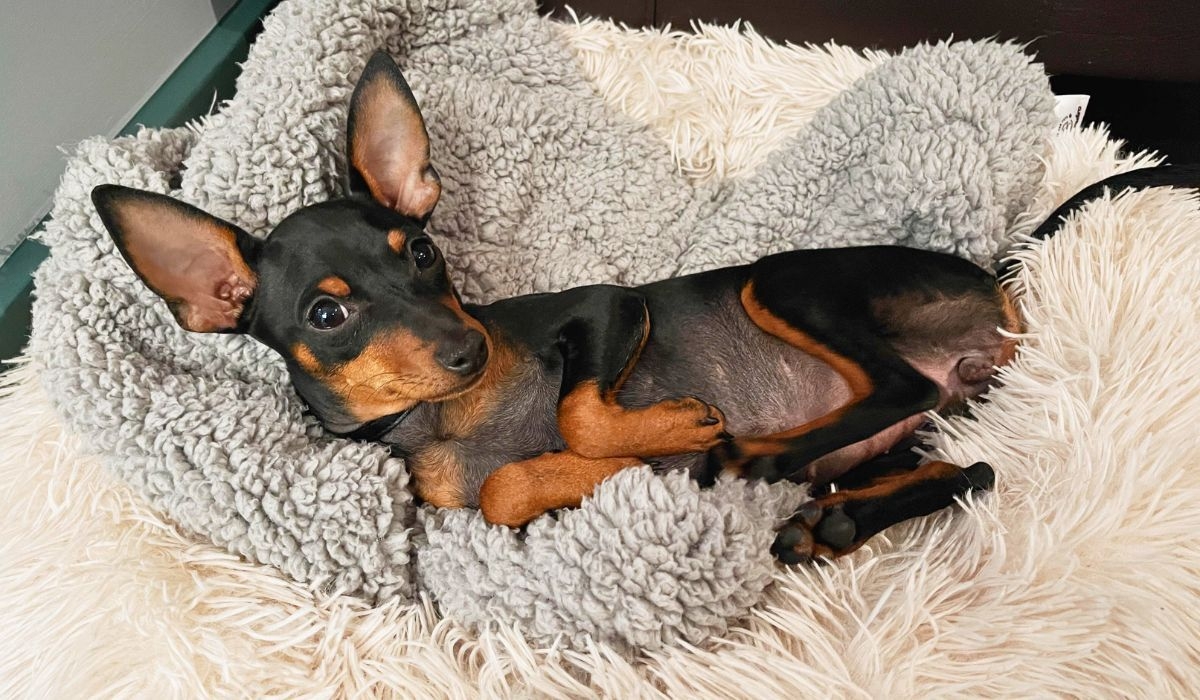 Miniature Pinscher