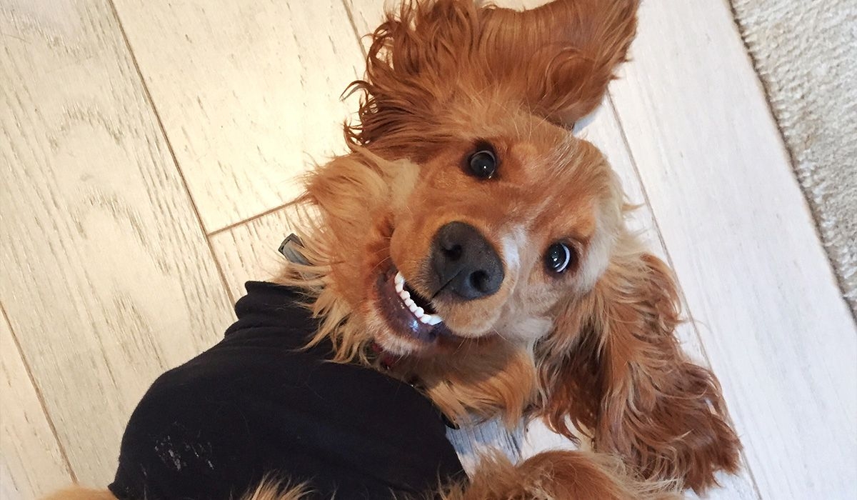 Mollie the spaniel lies on a wooden floor with her ears spread out