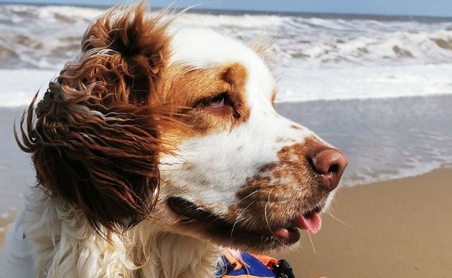 Jelly, the Clumber Spaniel