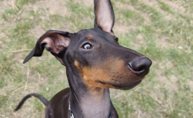 Roman, the Manchester Terrier