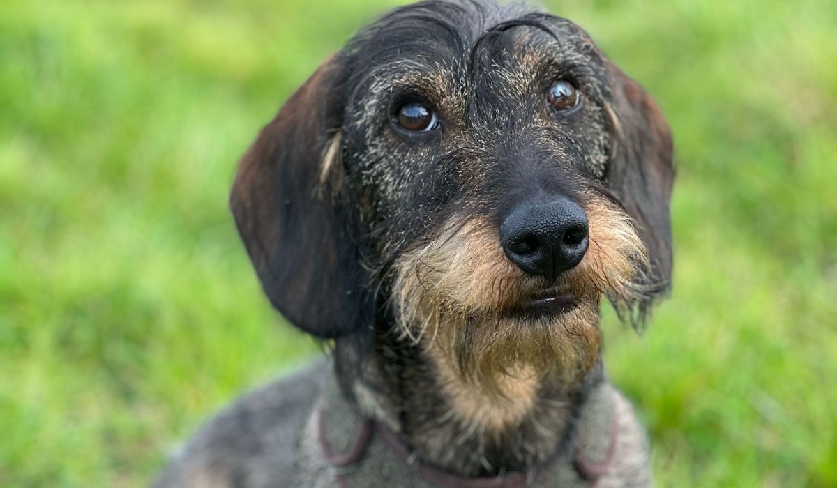 Wire Haired Dachshund