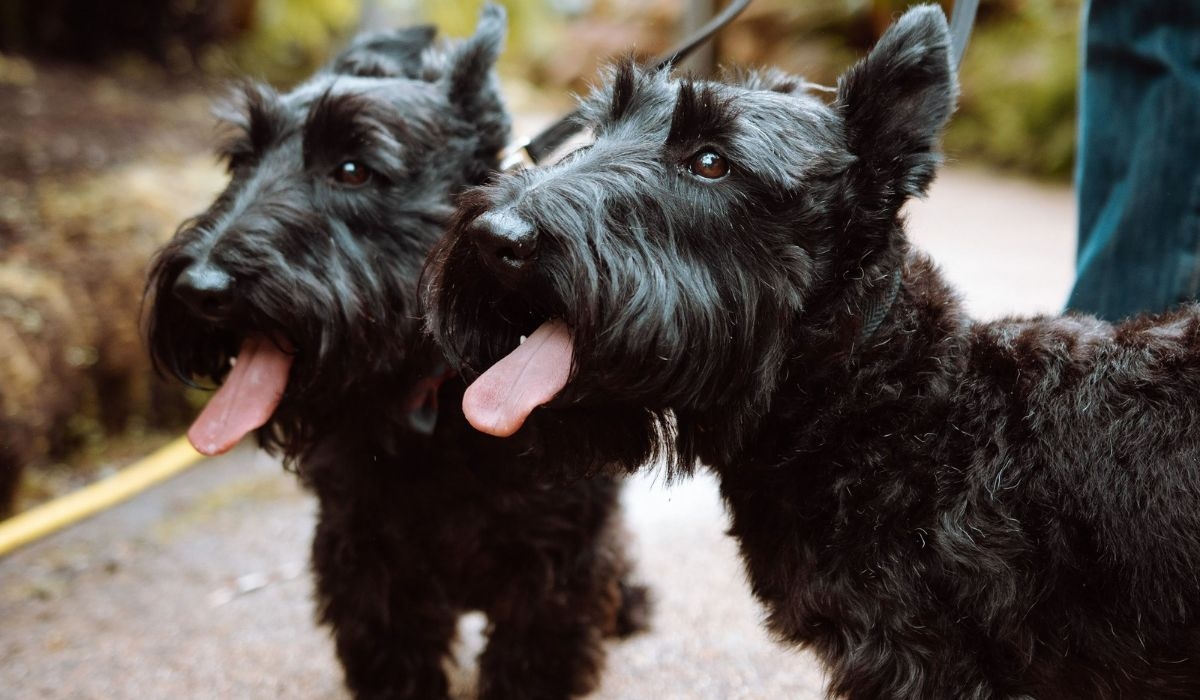 Scottish Terriers out enjoying a walk