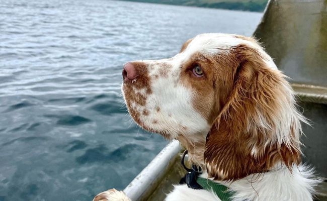 Ralph, the Clumber Spaniel