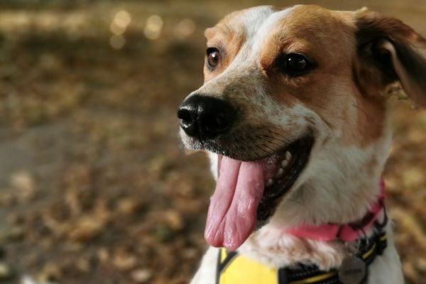 Bean the Cross Breed wearing the biggest happy smile on a walkies