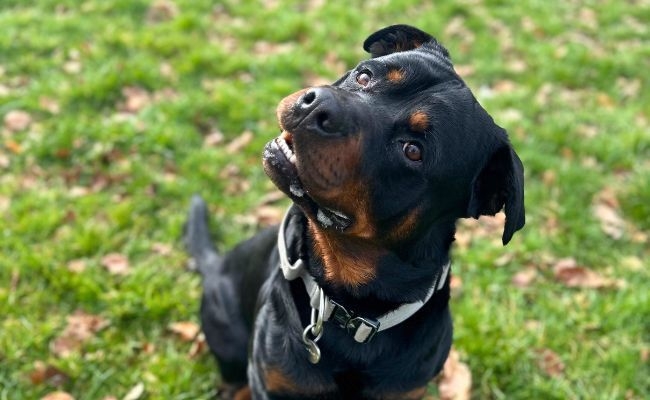 Teddy, the Rottweiler