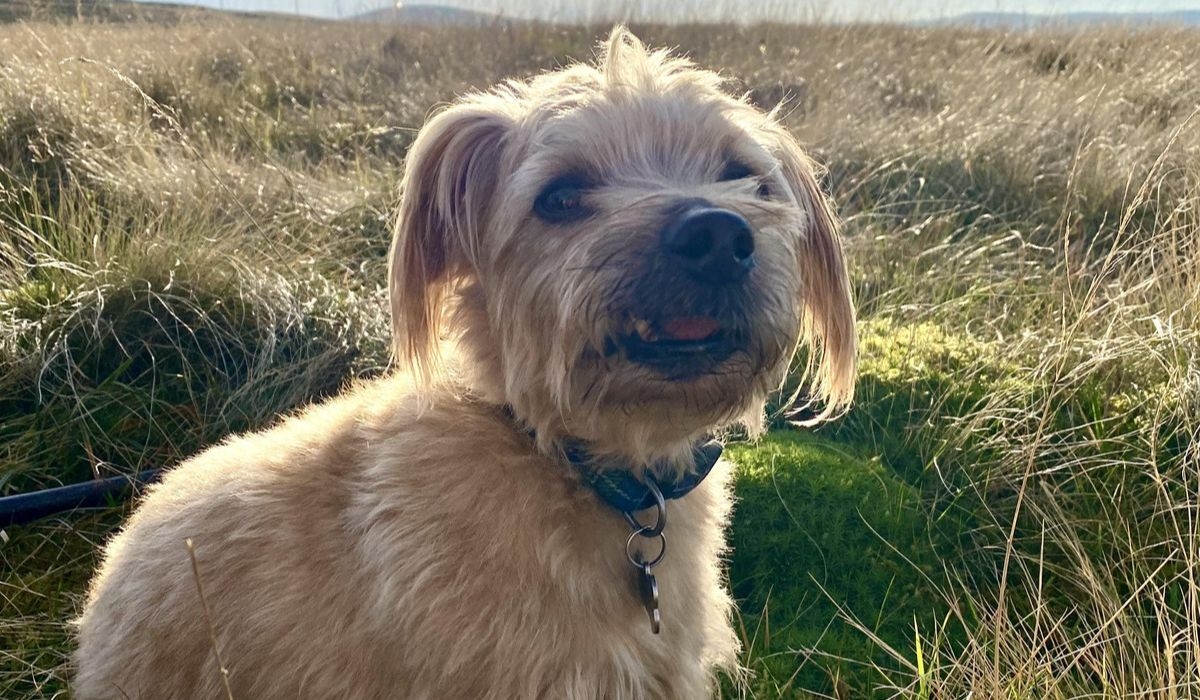 Norfolk Terrier