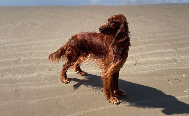 Rosie, the Irish Setter